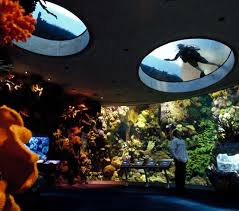 Zoos Aquariums Shedd Aquarium Wild Reef Exhibit Shedd Aquarium Shedd Aquarium Chicago Aquarium