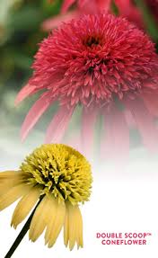 Birds And Blooms 2019 Photo Contest Winners Praised For Their Cheerful Brightly Colored Flowers Coneflowers Are A Mainstay In Today S Garden Be Sure To Leave Some Spen Plants Fall Plants Outside Plants