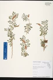 Image result for Indigofera spicata