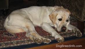 Labrador Retriever Dog Breed Information and Pictures