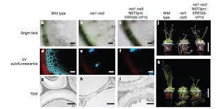 Plantae Complete Substitution Of A Secondary Cell Wall With Primary Cell Wall In Arabidopsis Nature Plants Plantae