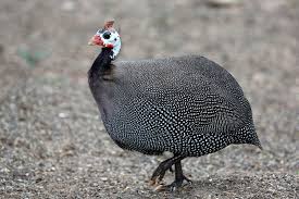 French Guinea Keets