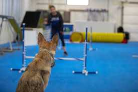 Maybe you would like to learn more about one of these? The Dogs Spot Dog Training Center