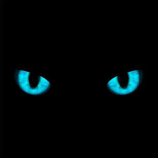 Kedi Gozu Wallpaper Mavi Gozlu Siyah Kedi Cat Blue Eyes Wallpaper Yenislayt Com Mavi Kediler Kedi Mavi