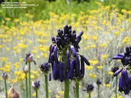 Agapanthus Graskop The Drooping Dark Blue Flowers Make This Variety Stand Out From Other Lilies Of The Nile Dark Blue Flowers Blue Flowers Agapanthus