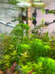 Image result for Syngonanthus