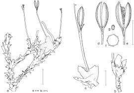 Image result for Inversodicraea