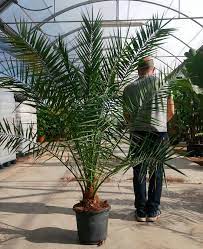 The thick trunk is up to nearly a meter across. Sale Of Phoenix Canariensis Online Space Garden Nursery Online
