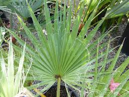 Image result for Washingtonia