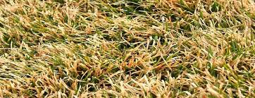 How long to water the lawn? What Everyone Ought To Know About Watering Lawns Grass Seed