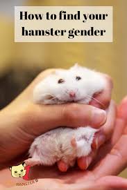 Get more facts about what to feed your small animal here. How To Find Your Hamster Gender Hamster Breeds Small Pets