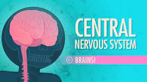 The central nervous system (cns) is comprised of the brain and spinal cord. Central Nervous System Crash Course A P 11 Youtube