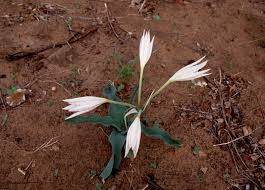 Image result for Crinum crassicaule