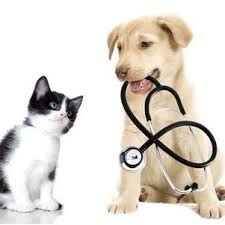 How much does it cost to own a dog and care for it properly? Pet Check Urgent Care Home Facebook