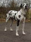 45 Best Large Dog Breeds - Top Big Dogs List and Pictures