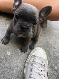 They are rare and an outcome of the diluted gene that the puppies may take after from both the parents. Name My French Bulldog Puppy Shes Is 6 Weeks Old And We Get Her In 2 Weeks Aww