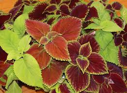 Image result for Coleus meyeri