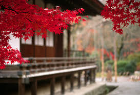 Japan Wallpapers And Images Japanese Temple Scenery Wallpapers Japanese Garden Red Maple Tree Japanese Landscape