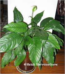 Toxicity of peace lily plants is considered mild to moderate, depending on the amount ingested. Heidi Horticulture Repotting Peace Lily House Plant