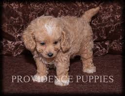 We do occasionally produce what we call petite cavapoos that weigh 10 lbs or less. Pin On Providence Puppies