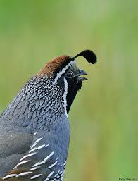 Quail Calling Pet Birds Pretty Birds Wild Birds