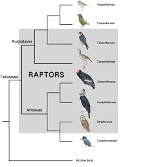 Birds of prey have keen vision that allows them to detect their prey during flight, as well. Published In The Journal Of Raptor Research Defining Raptors And Birds Of Prey