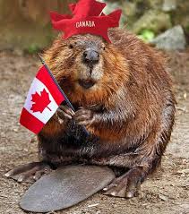We delve into first nation. Canadream Rv Sales Rentals The Beaver Is Canada S National Symbol The Longest Beaver Dam In The World Is 850 Meters 2790 Ft Long It Was Found In Wood Buffalo National