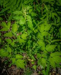 Image result for Pouchetia baumanniana