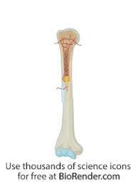 Structure of long bone although there are many different types of bones in the skeleton, we will discuss the different parts of a specific type of bone optional activity: Biorender Life Science Icons
