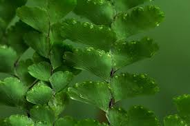 Image result for Adiantum patens