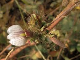 Image result for Blepharis maderaspatensis