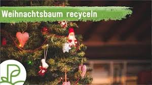 Warum stellt man einen weihnachtsbaum auf? Weihnachtsbaum Recyclen Auspflanzen Plantura
