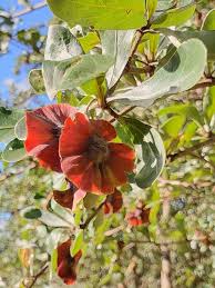 Image result for Terminalia boivinii