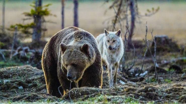 These Two Fearsome Animals Are "Best Friends" And Shock Experts By Playing  Together