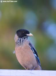 Birding In Kumaon Explore Uttarakhand Nature Inditales Birding Trips Uttarakhand Bird