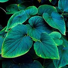 Image result for Kava