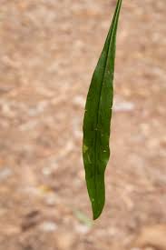 Image result for Loxogramme