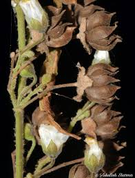 Image result for Wissadula