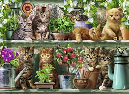 Cats and kittens jigsaw puzzles for kids to play online. Ravensburger Cats On The Shelf Jigsaw Puzzle 500pc Ravensburger Adult Kids Puzzles Australia