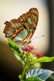 Itap Of An Orange Butterfly Lindas Borboletas Natureza Borboletas Coloridas