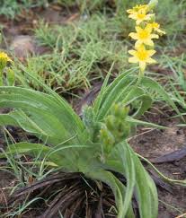 Image result for Hypoxis nyasica