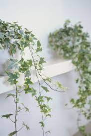 This evergreen plant makes a beautiful ground cover and can be trained to grow along a trellis or other structures. Attention Wannabe Gardeners These Indoor Plants That Are Almost Impossible To Kill Ivy Plant Indoor Indoor Vines Hanging Plants Indoor