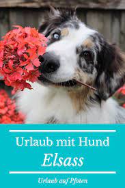 ferienhauser elsass vogesen lothringen mit hund urlaub auf pfoten urlaub mit hund hunde urlaub