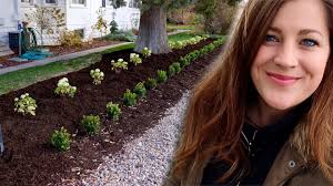 Planting Invincibelle Limetta Hydrangeas! 🌿