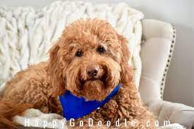 Image result for goldendoodle teddy bear cut. The Red Goldendoodle 7 Things You May Not Know About Em Happy Go Doodle