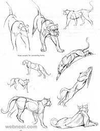 25 Beautiful Animal Drawings For Your Inspiration How To Draw Animals Animal Drawings Feline Anatomy Cat Anatomy