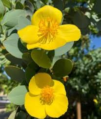 Image result for Diaphananthe lorifolia