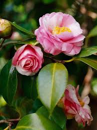 We Think The Camellia Is One Of The Most Beautiful Spring Flowering Shrubs See More Of Our Favorites Here Rose Like Flowers Flowering Shrubs Evergreen Shrubs