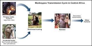 Most cases have been in africa. Using Remote Sensing To Map The Principal Carrier Of Monkeypox Virus In The Congo Basin Institute Of The Environment And Sustainability At Ucla