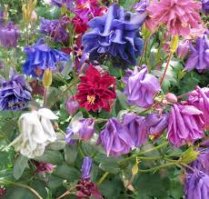 Image result for Aquilegia pompom mix